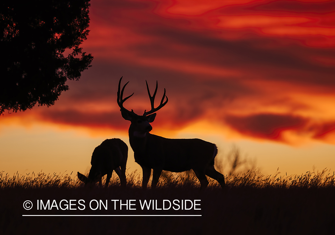 Mule deer buck in field.