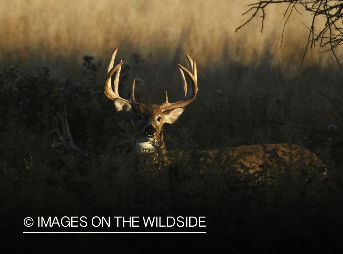 Whitetail Buck