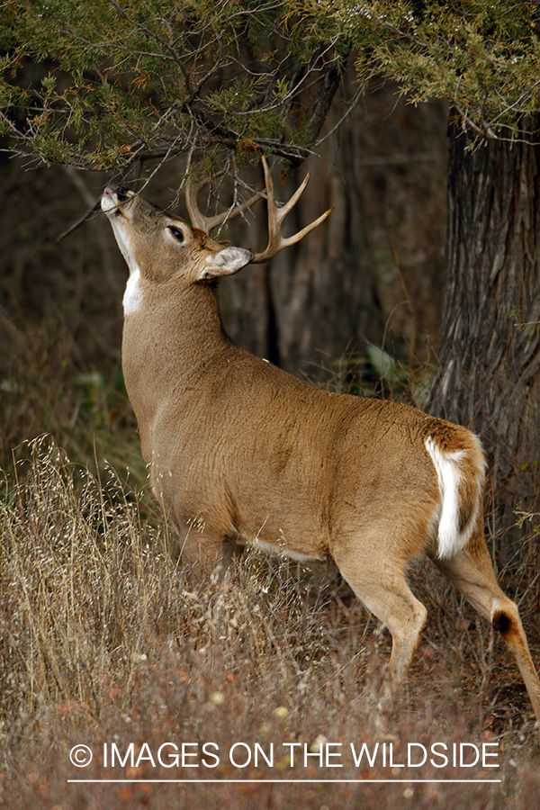 Whitetail Buck in Rut