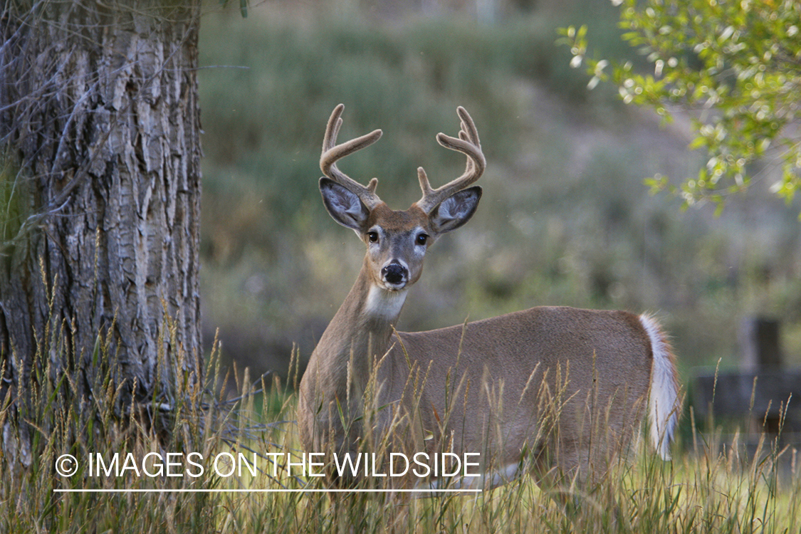 Whitetail Buck in velvet