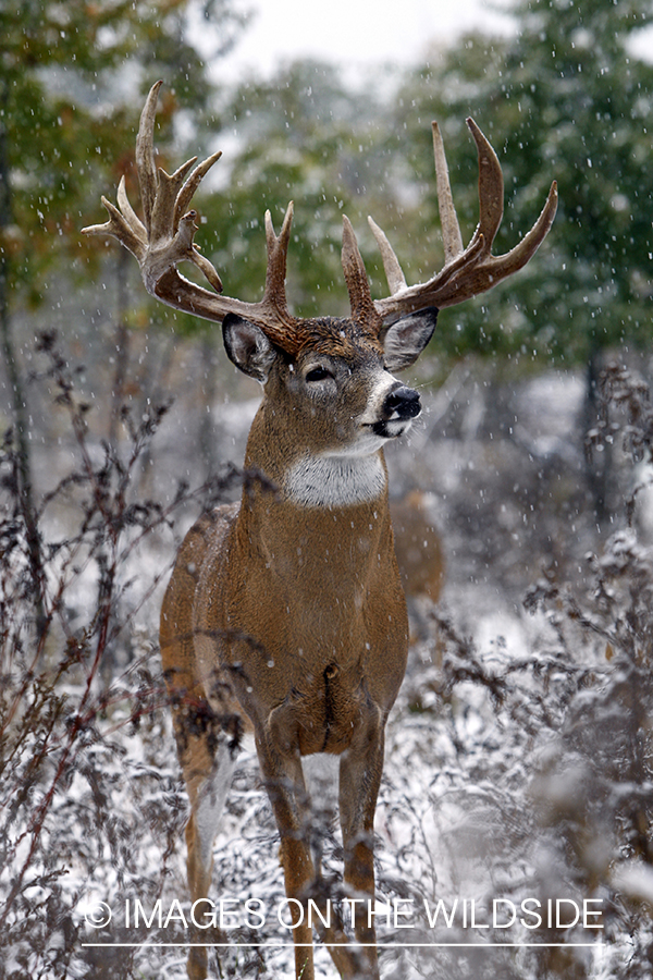 Whitetail buck in habitat