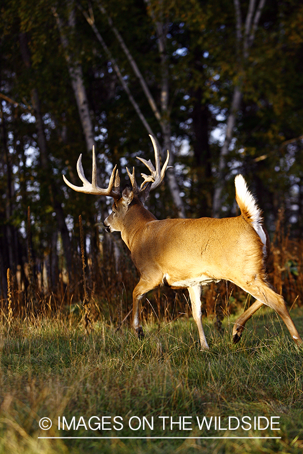 Whitetail buck running