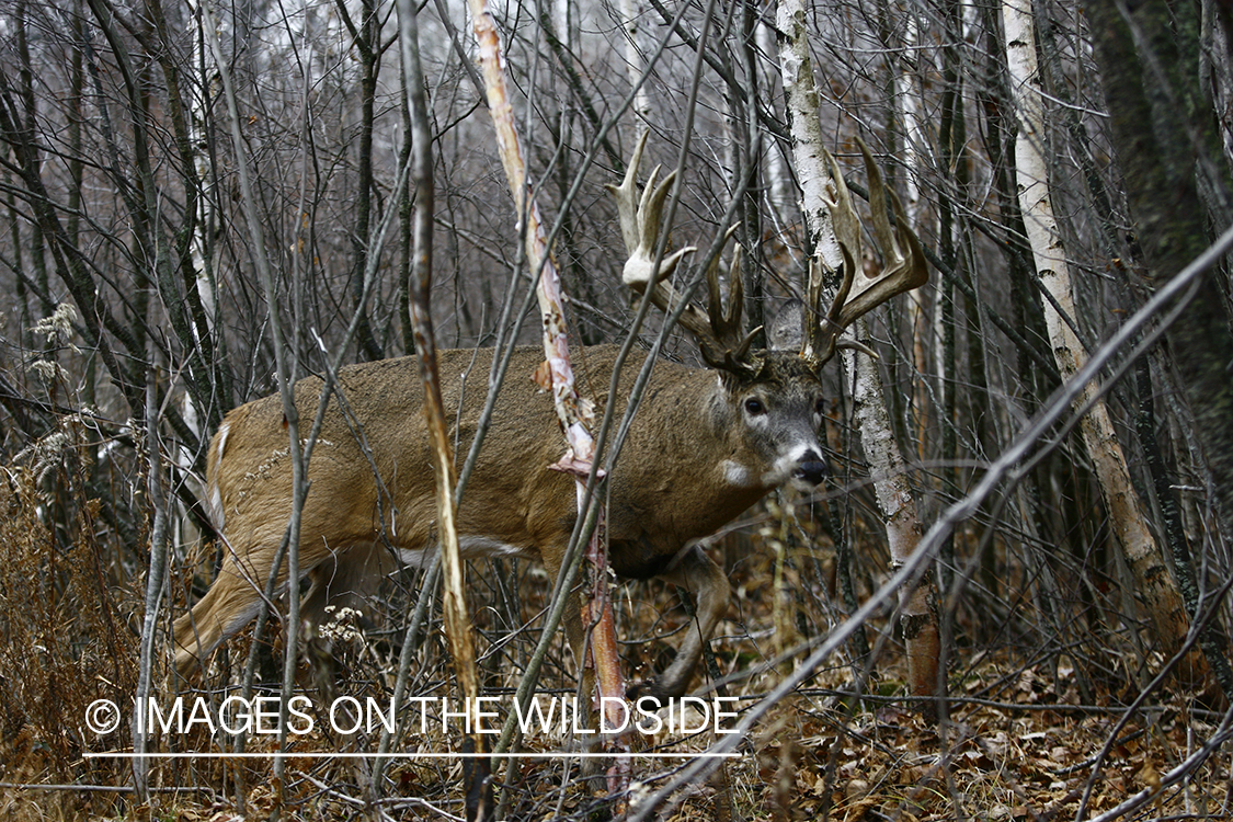 Whitetail buck rubbing antlers on tree.