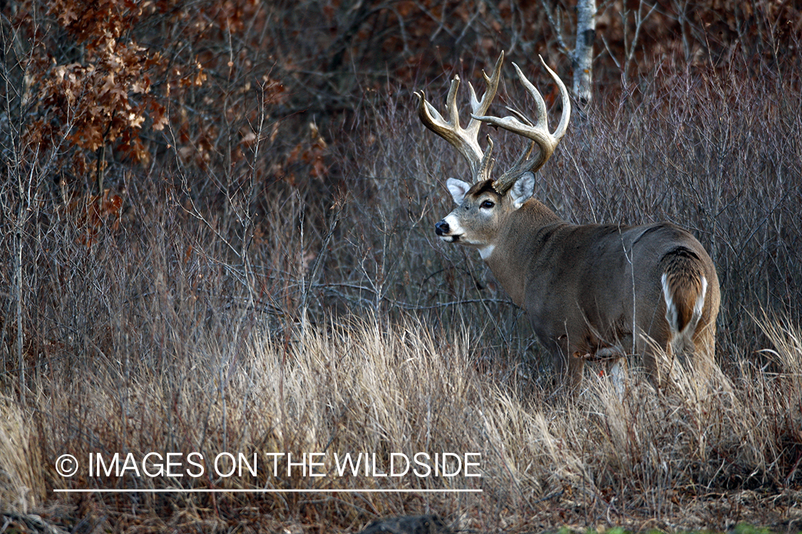 Whitetail buck in habitat.