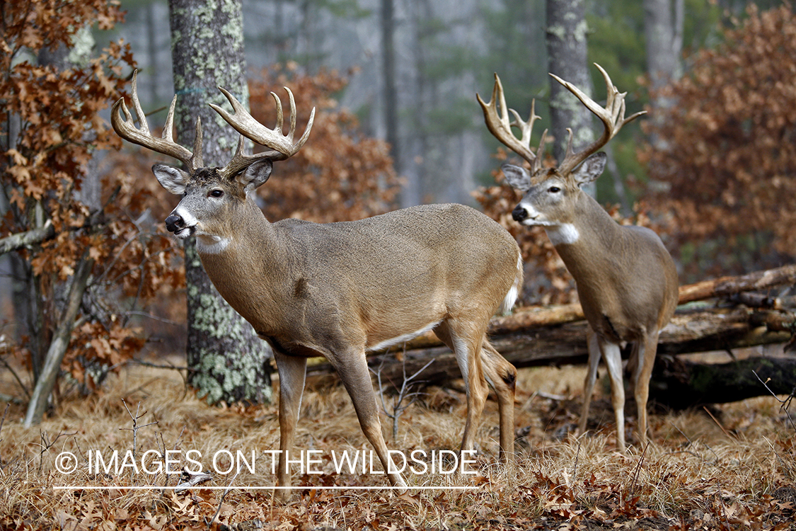 Whitetail bucks in habitat.