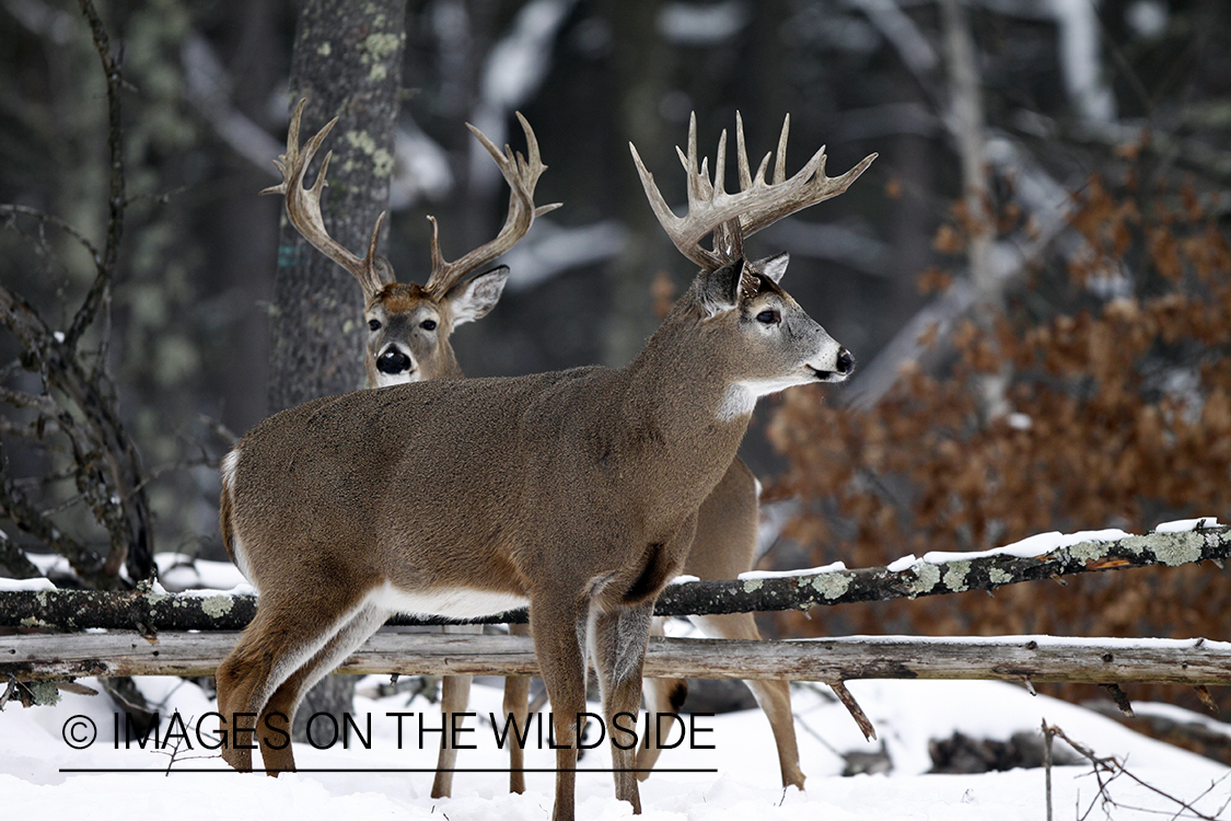 White-tailed deer in habitat.