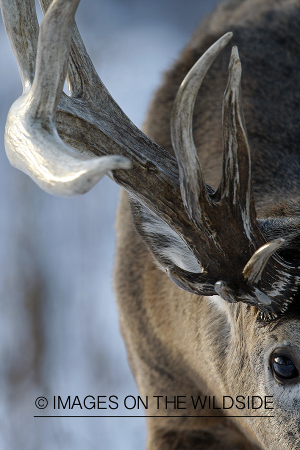 Whitetail in habitat