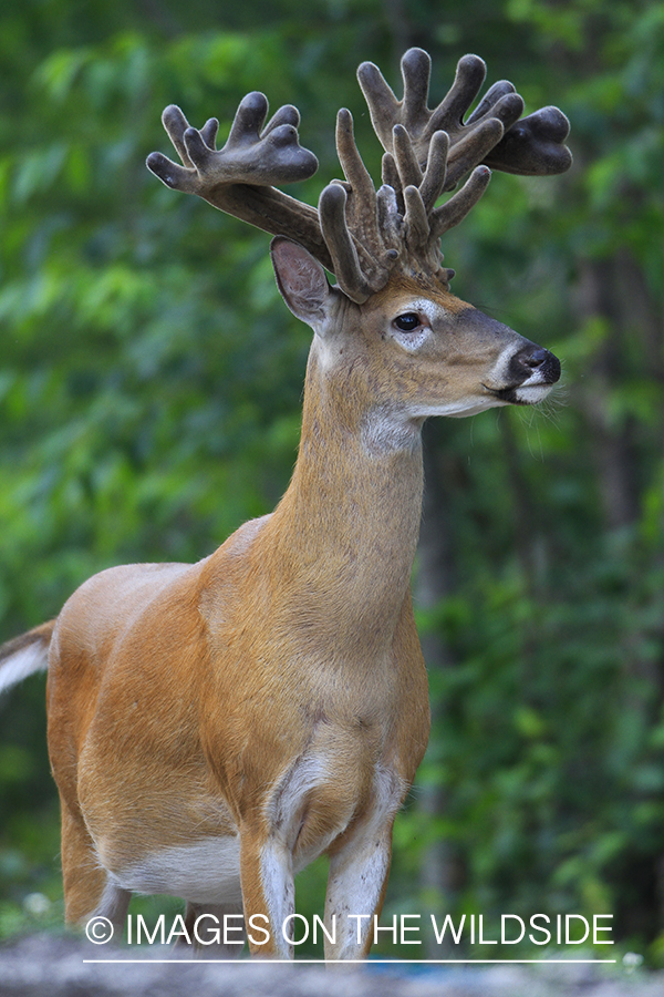 Summer Deer in Velvet