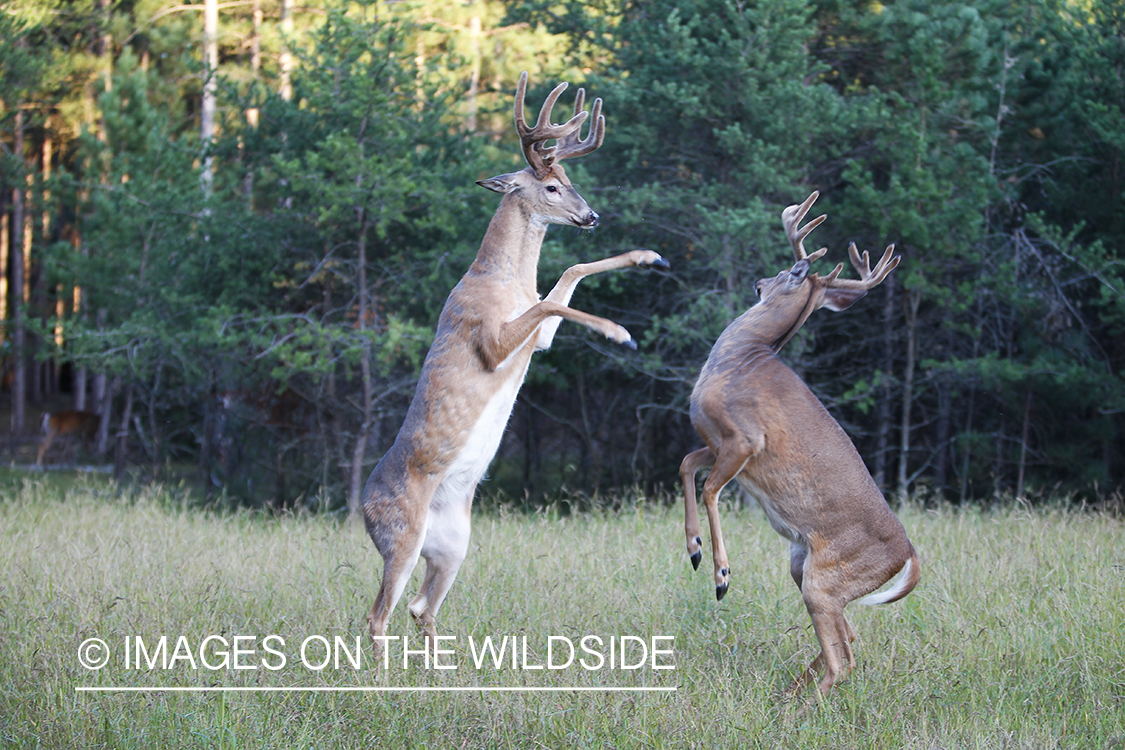 White-tailed deer in velvet