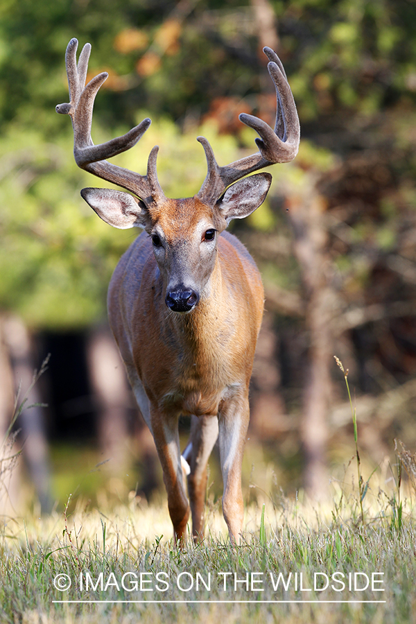 White-tailed buck in velvet 