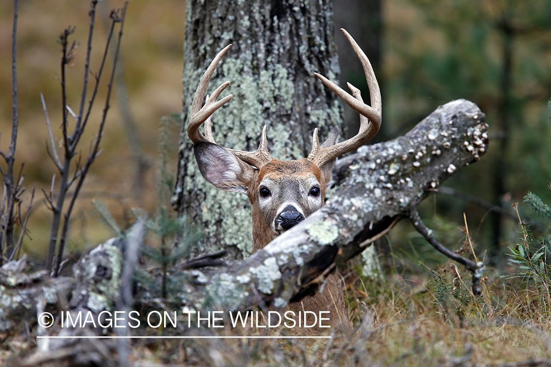 White-tailed buck in habitat. *