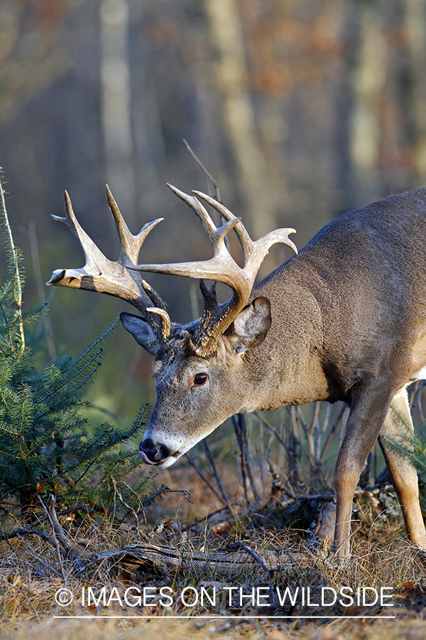 White-tailed buck in habitat. *