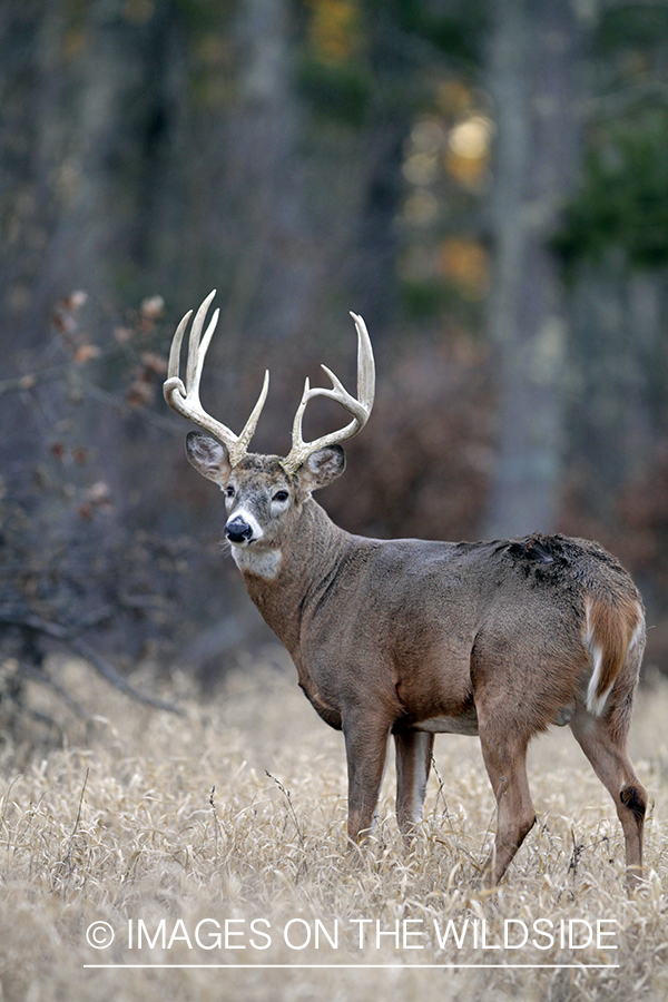 White-tailed buck in habitat. *