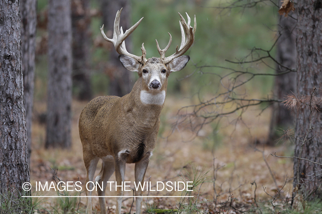 White-tailed buck in habitat. 