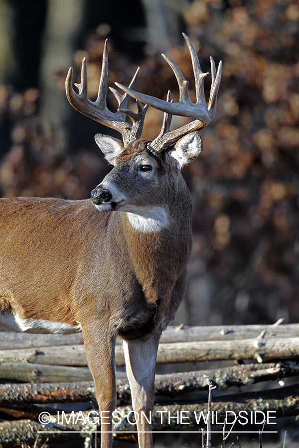 White-tailed buck in habitat. *