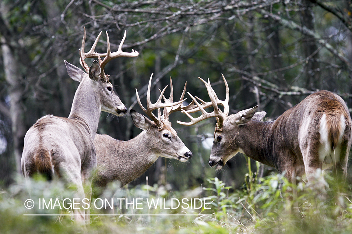 White-tailed bucks in habitat. 