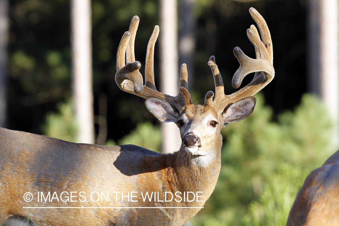 White-tailed buck in velvet.  