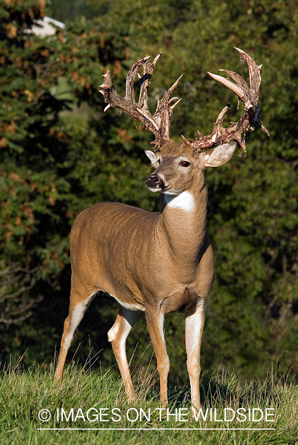 White-tailed buck shedding velvet. 