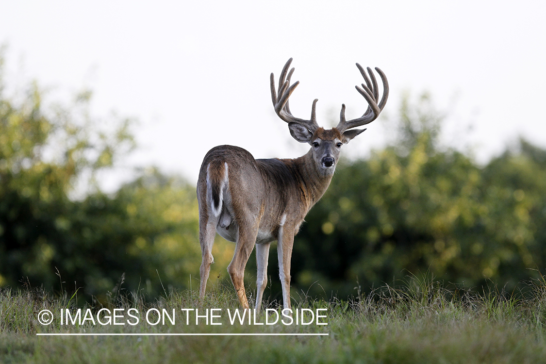 White-tailed buck in velvet.  