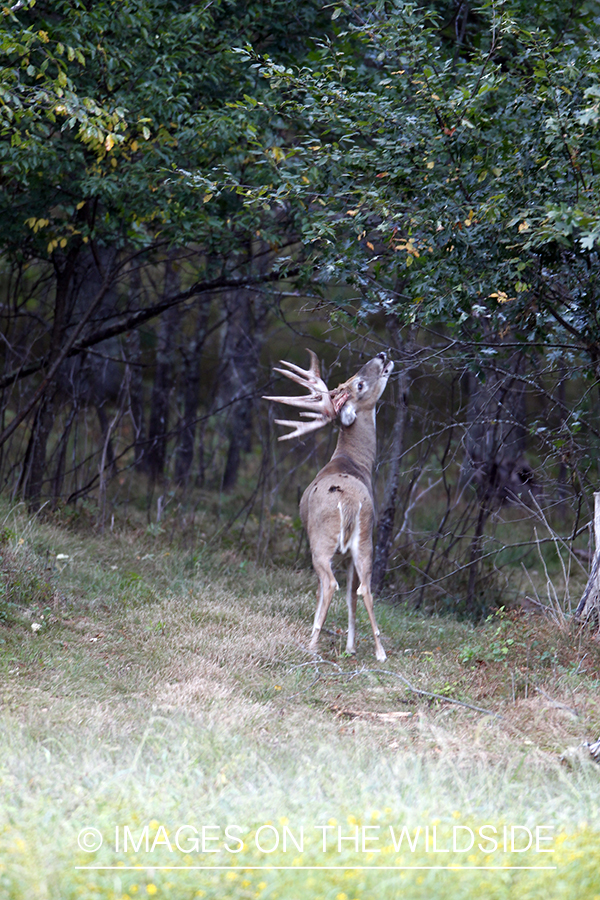 White-tailed buck investigating tree.  