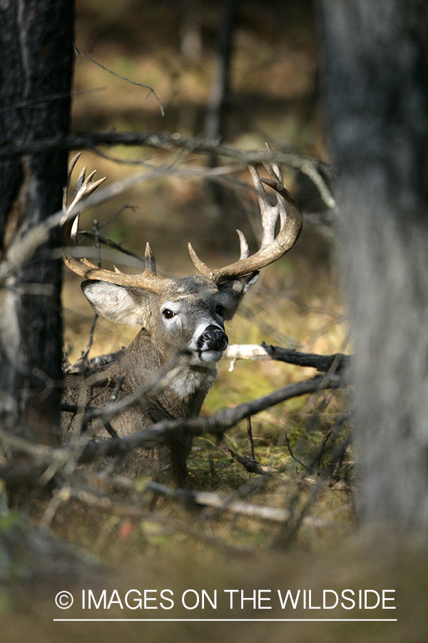 White-tailed buck in habitat. 