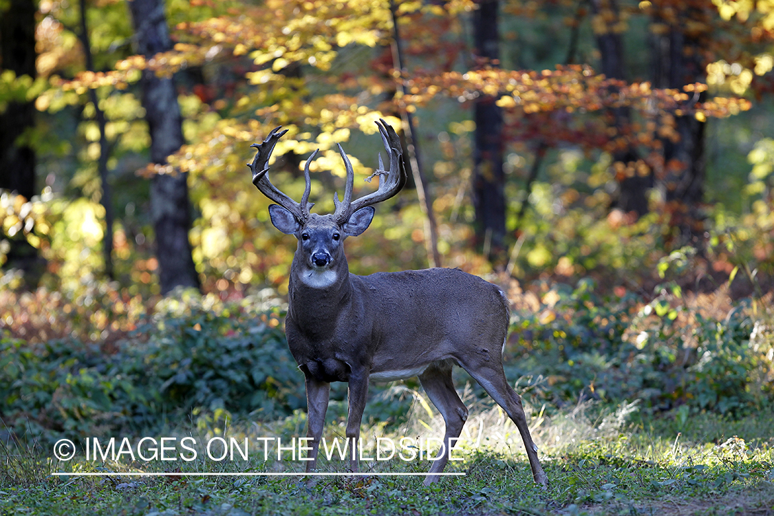 White-tailed buck in habitat. 