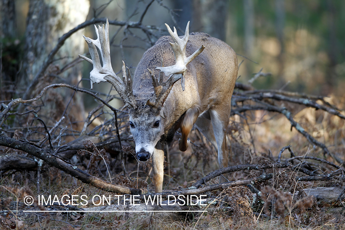 White-tailed buck in habitat.  