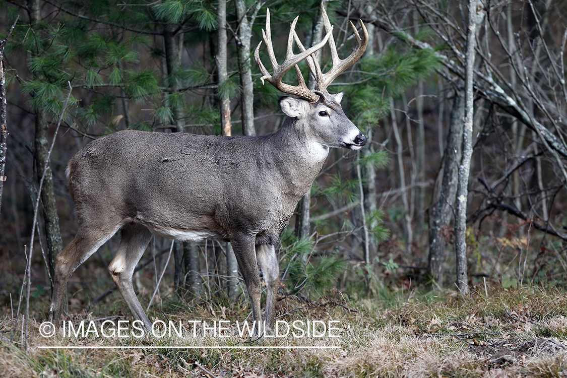 White-tailed buck in habitat. 