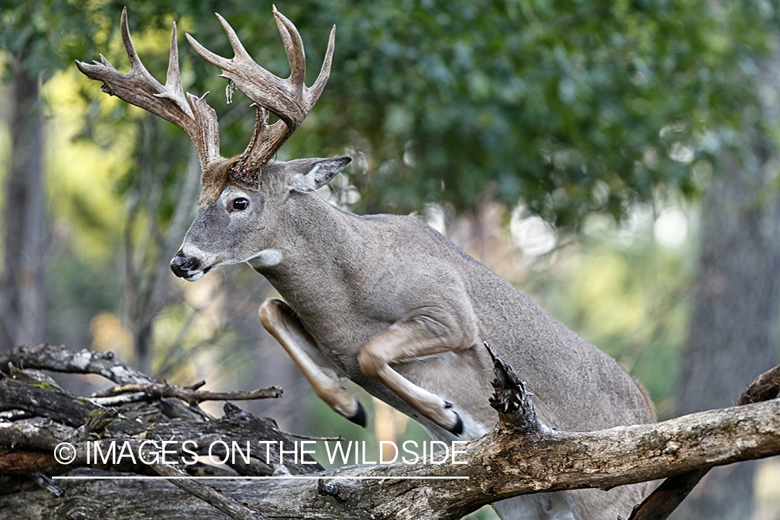 White-tailed buck in habitat.