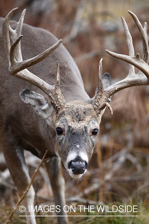 White-tailed buck in habitat.