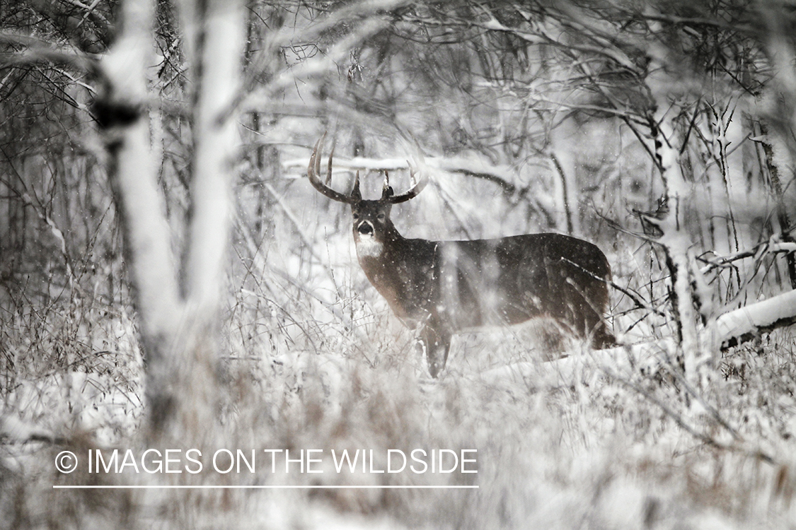 White-tailed buck in winter habitat.