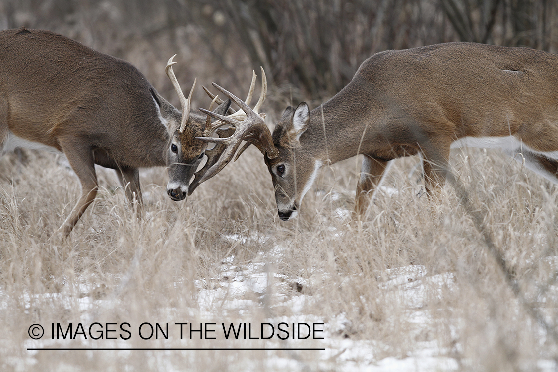 White-tailed bucks fighting.