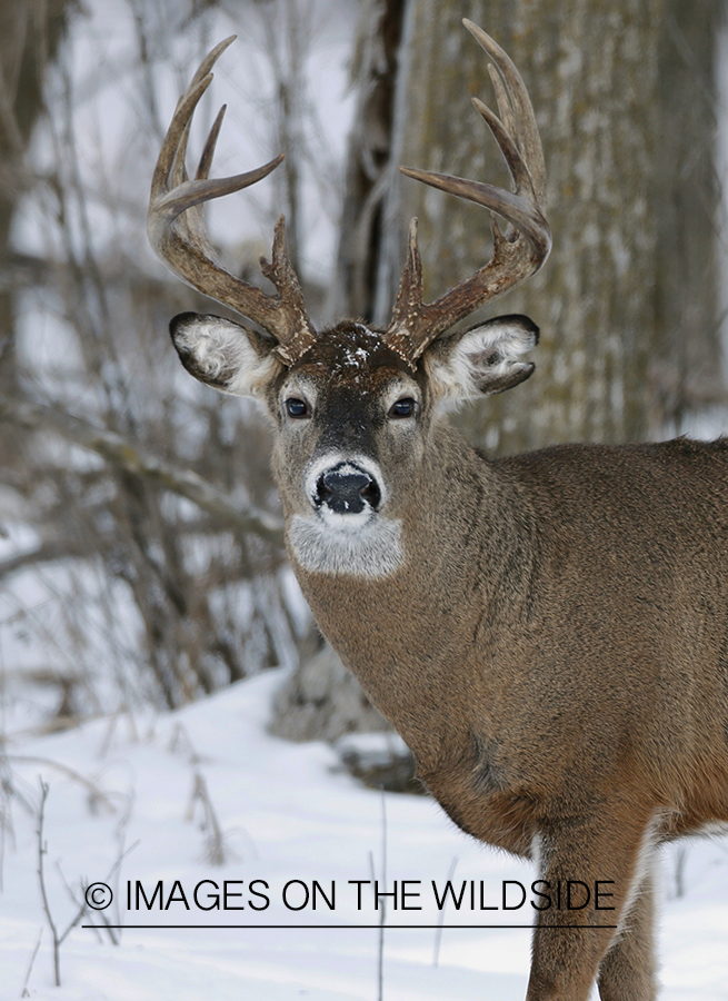 White-tailed buck in habitat.