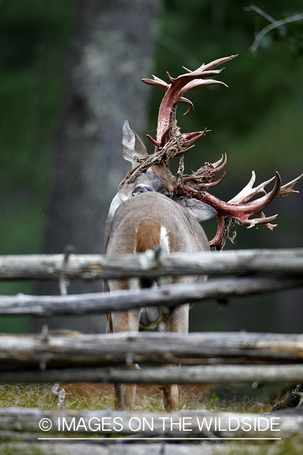 White-tailed buck shedding velvet.