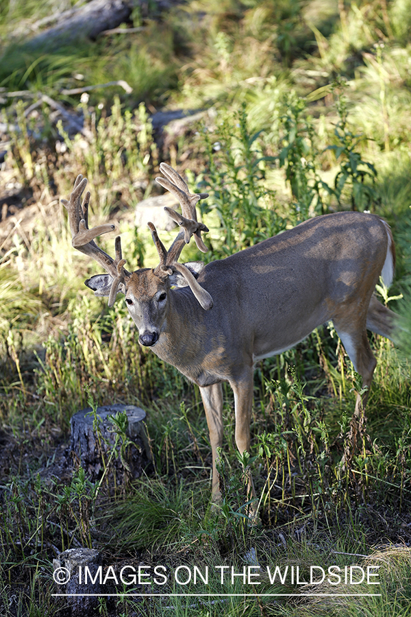 View of white-tailed buck from tree stand. 