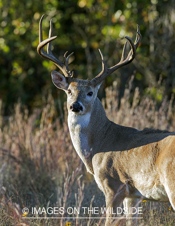 White-tailed buck in habitat. 