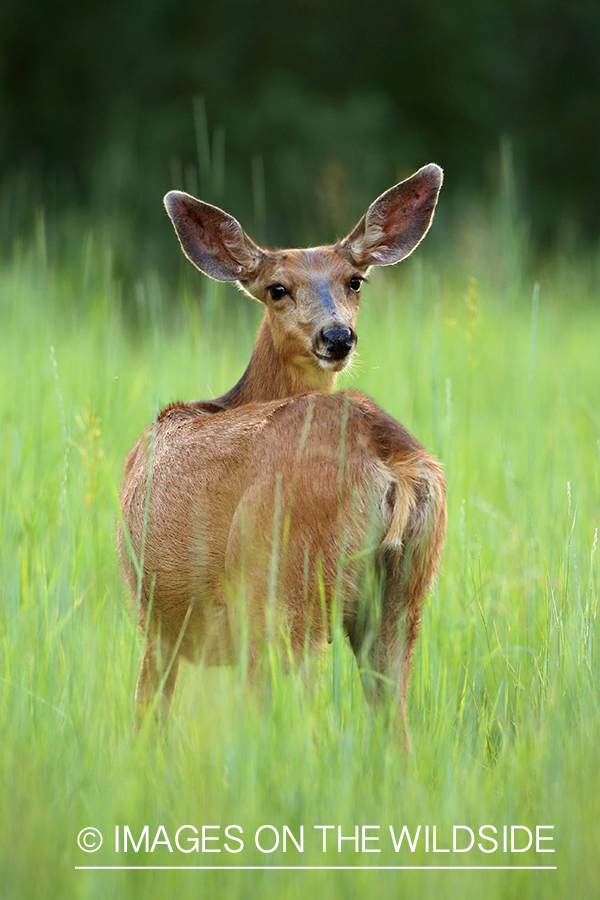 White-tailed doe in habitat.