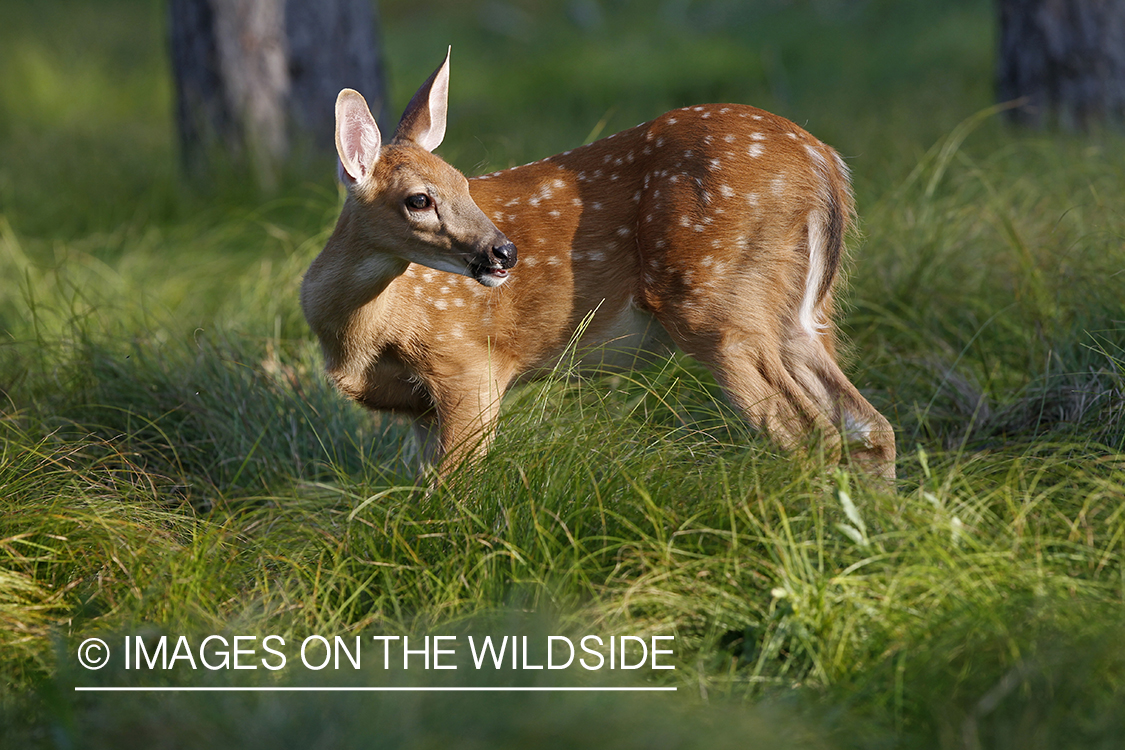 White-tailed fawn in velvet.