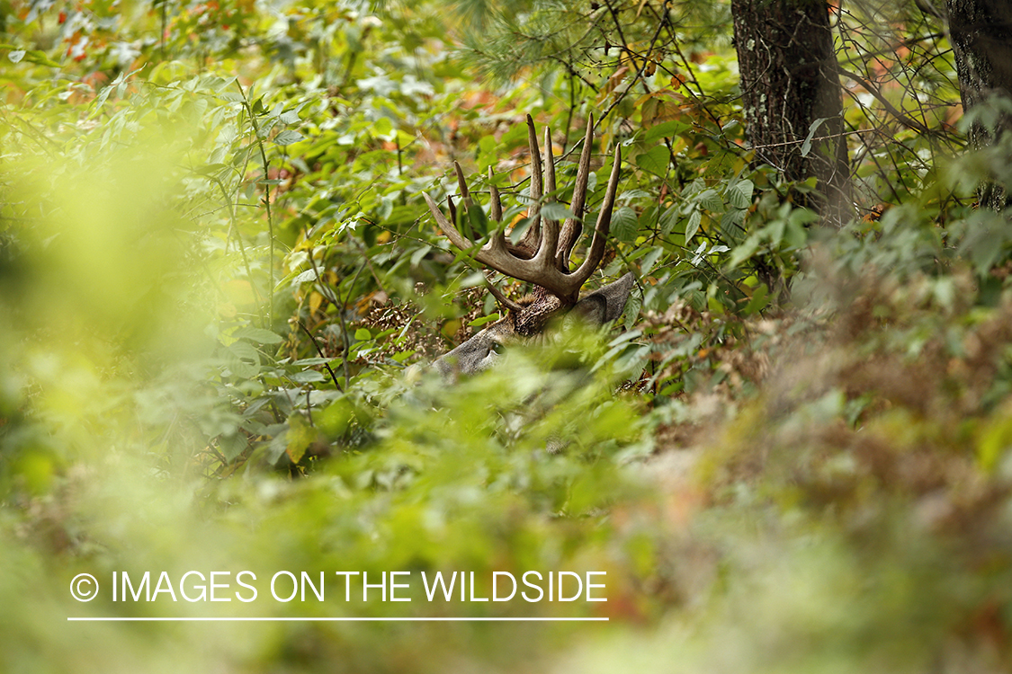 White-tailed buck bedded down in habitat.