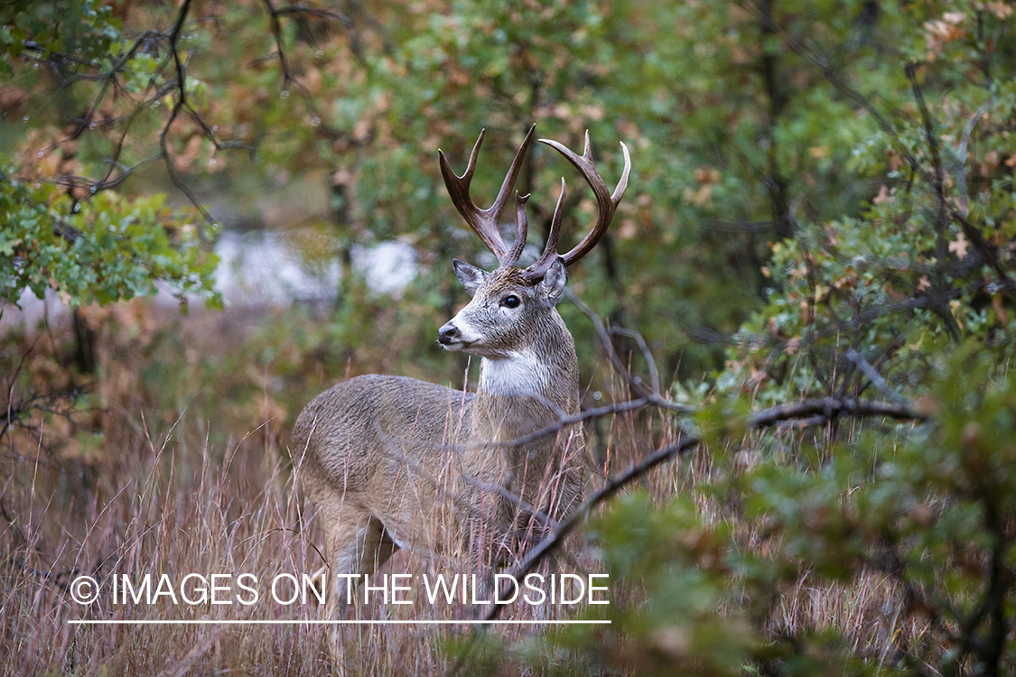 White-tailed buck in habitat.