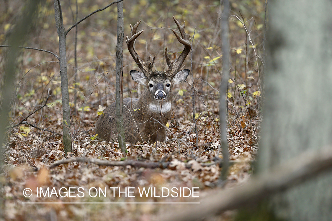 White-tailed buck bedded down.