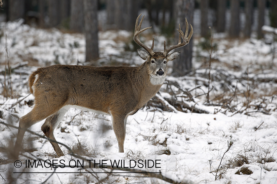 White-tailed buck in winter habitat.