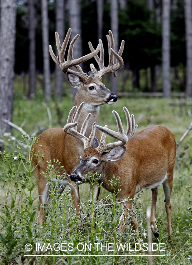 White-tailed Bucks in Velvet.