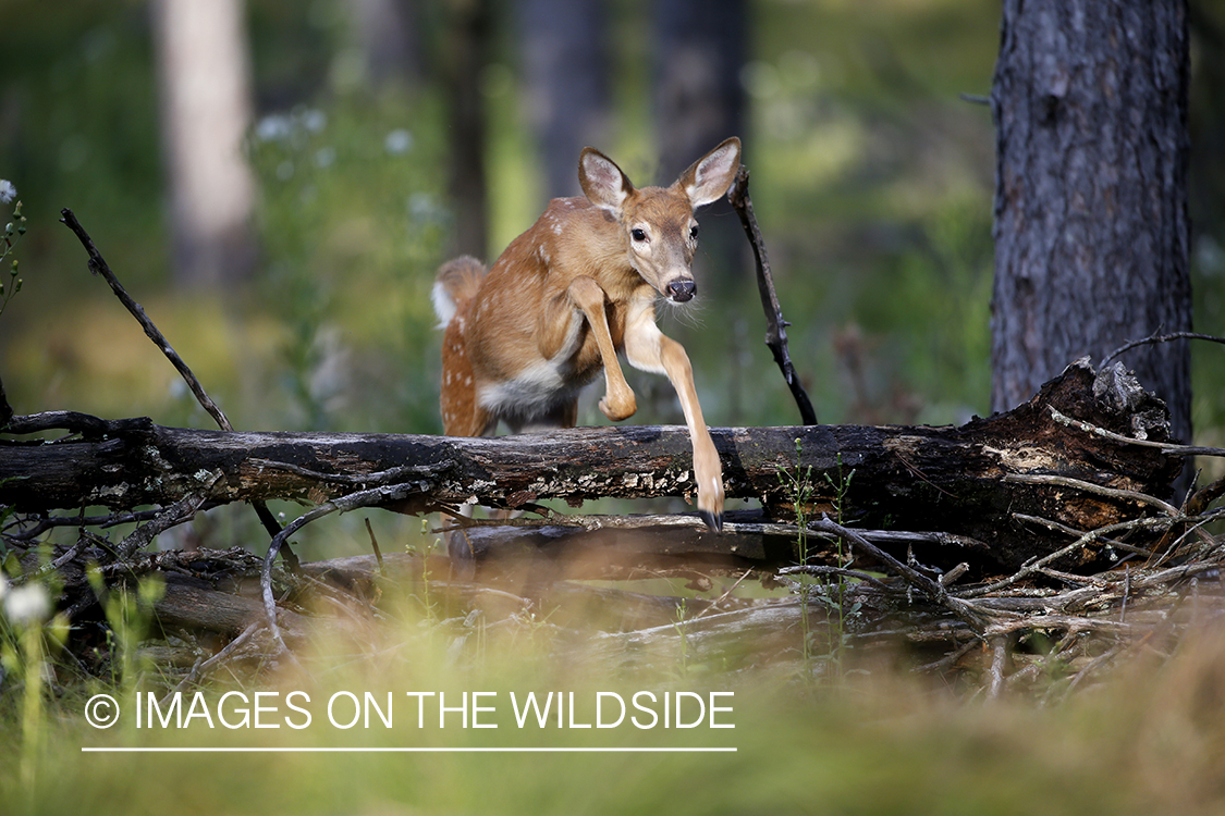 White-tailed fawn jumping over fallen tree.