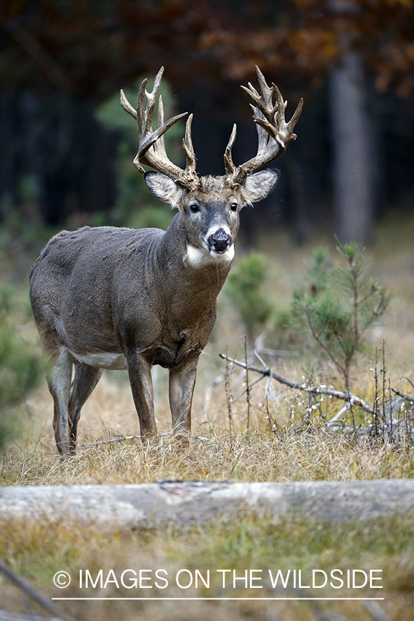 White-tailed buck in woods.