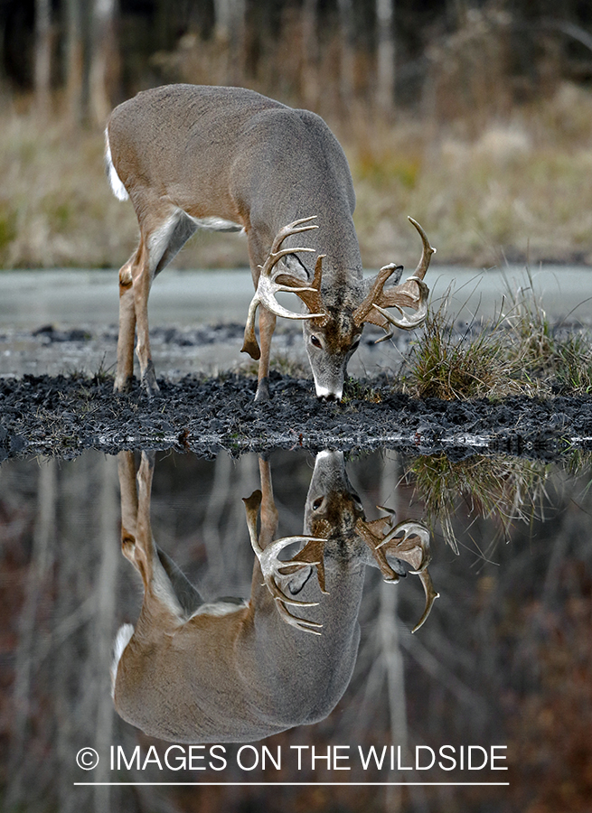 White-tailed buck with reflection in water.