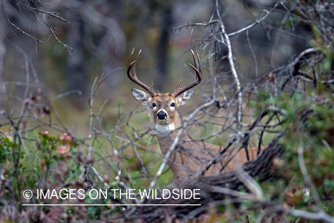 White-tailed buck in habitat.