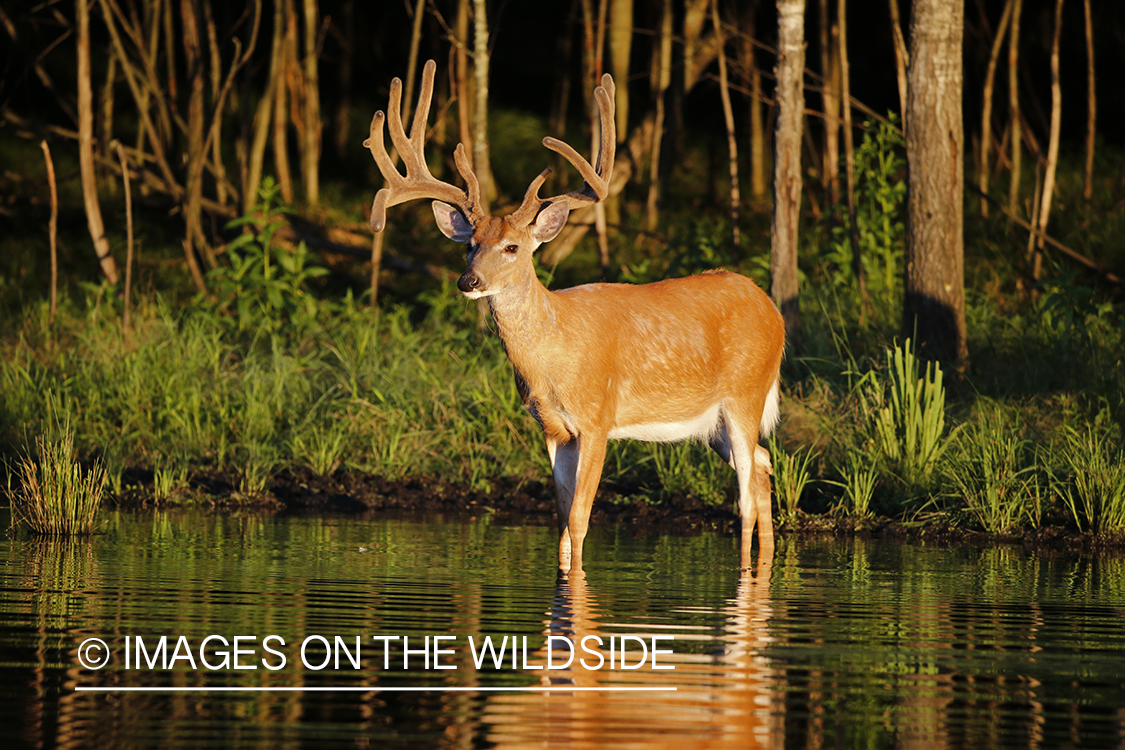 White-tailed buck in velvet next to water.