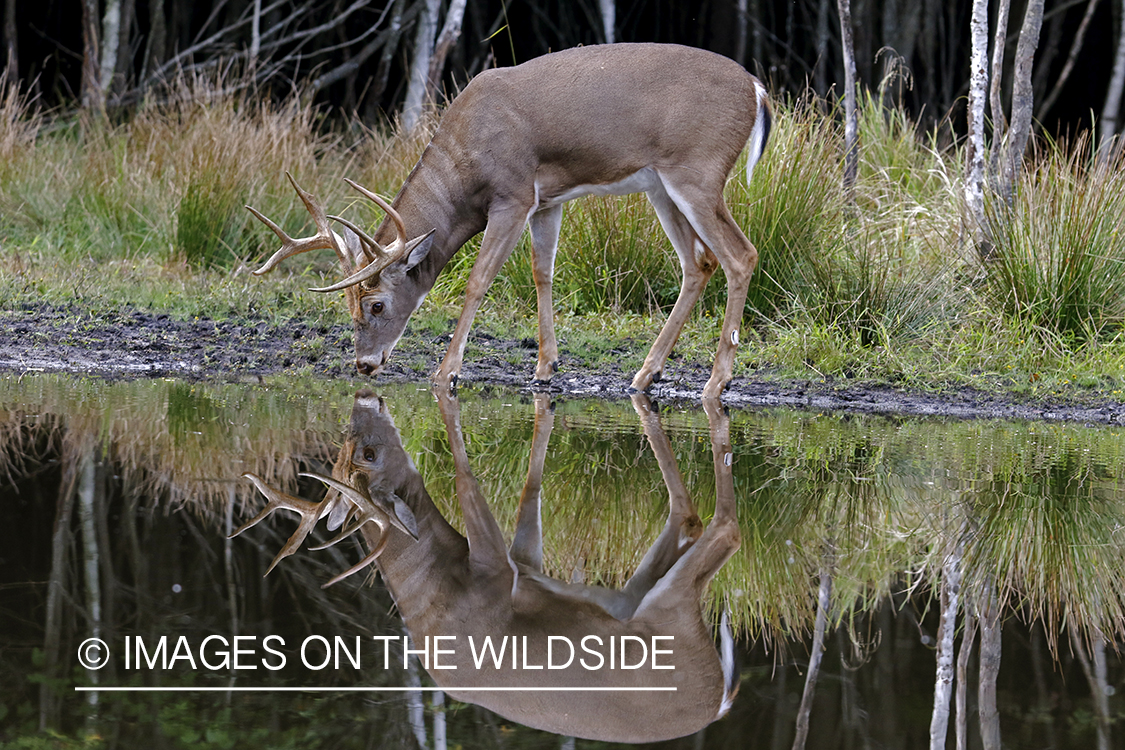 White-tailed buck drinking at waters edge.