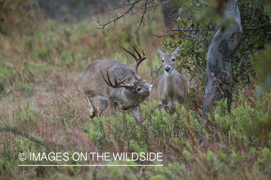 White-tailed buck in rut with doe.